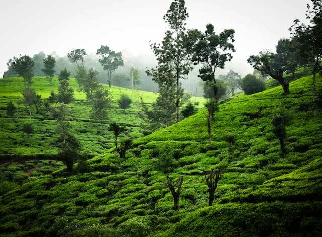 Nuwara Eliya — Little England